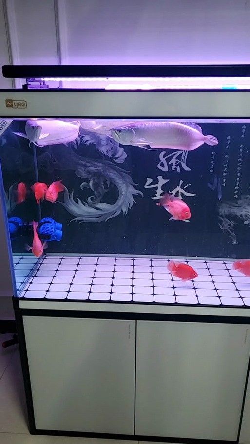 銀龍魚苗養殖注意事項有哪些圖片