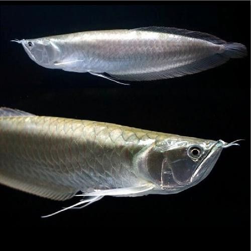 銀龍魚苗養殖注意事項有哪些圖片