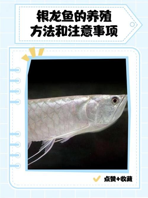 銀龍魚苗養殖注意事項有哪些圖片