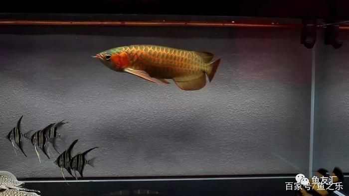 龍魚一次喂食量要多少克飼料：影響龍魚喂食量的因素