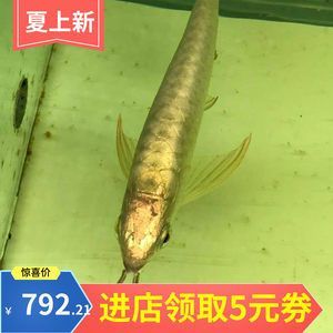 龍魚便宜了：為什么龍魚的價格在短期內有所下降？