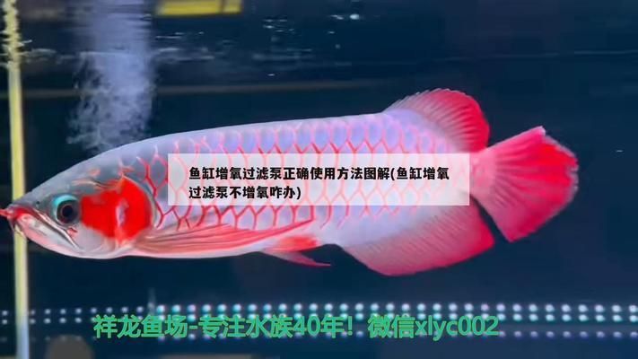 黑云魚繁殖缸內(nèi)氧氣不足怎么辦：黑云魚繁殖缸內(nèi)氧氣不足的問題如何增加缸內(nèi)氧氣含量
