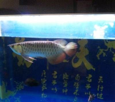 金龍魚50cm多少錢一條：50厘米長的金龍魚價格波動原因如何辨別金龍魚真偽