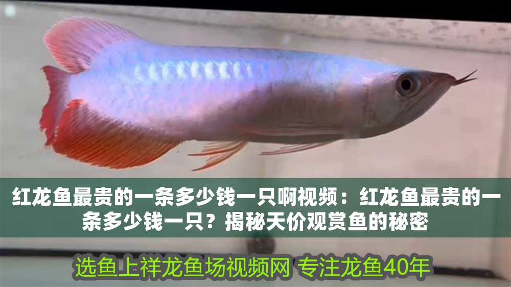 紅龍魚最貴的一條多少錢一只啊視頻：紅龍魚最貴的一條多少錢一只？揭秘天價觀賞魚的秘密