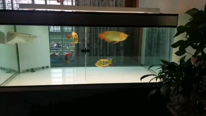 雷龍魚(yú)飼料保存方法：雷龍魚(yú)飼料保存技術(shù) 雷龍魚(yú)飼料保存方法：雷龍魚(yú)飼料保存技術(shù) 龍魚(yú)百科 第2張