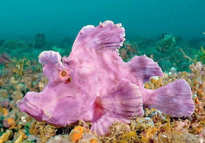 龍王魚長啥樣圖片