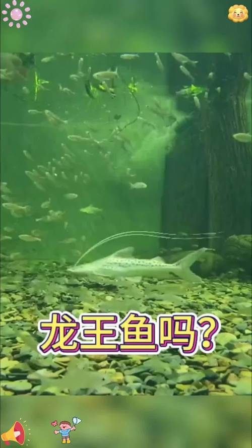 龍王魚長啥樣圖片