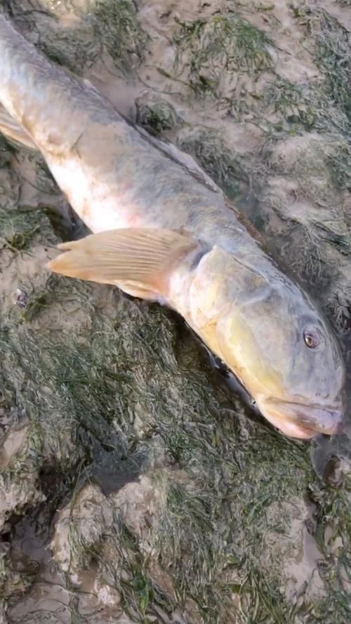 龍王魚長啥樣圖片