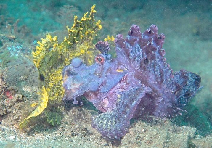 龍王魚長啥樣圖片