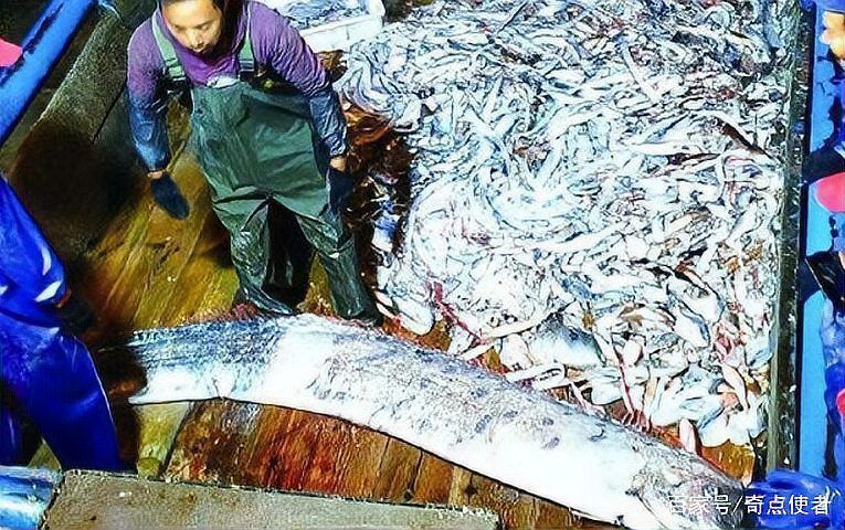 龍王魚長啥樣圖片