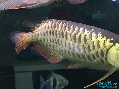 龍魚融鱗下什么藥（如何治療龍魚融鱗）