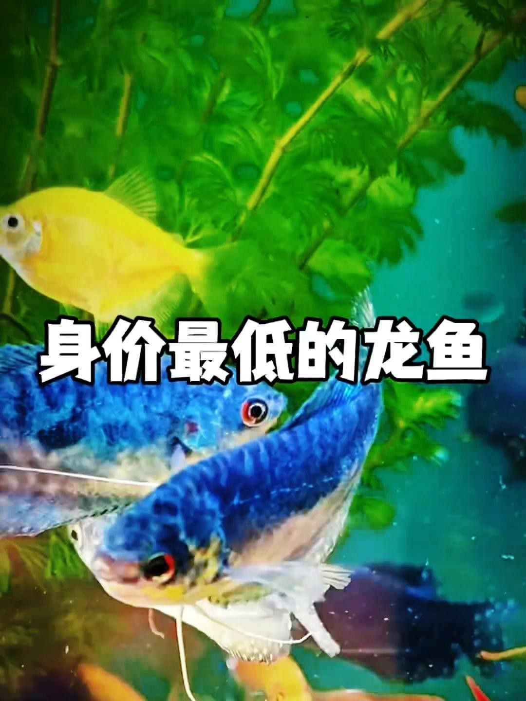 哪種龍魚最容易飼養？ 哪種龍魚最容易飼養？ 龍魚百科 第2張