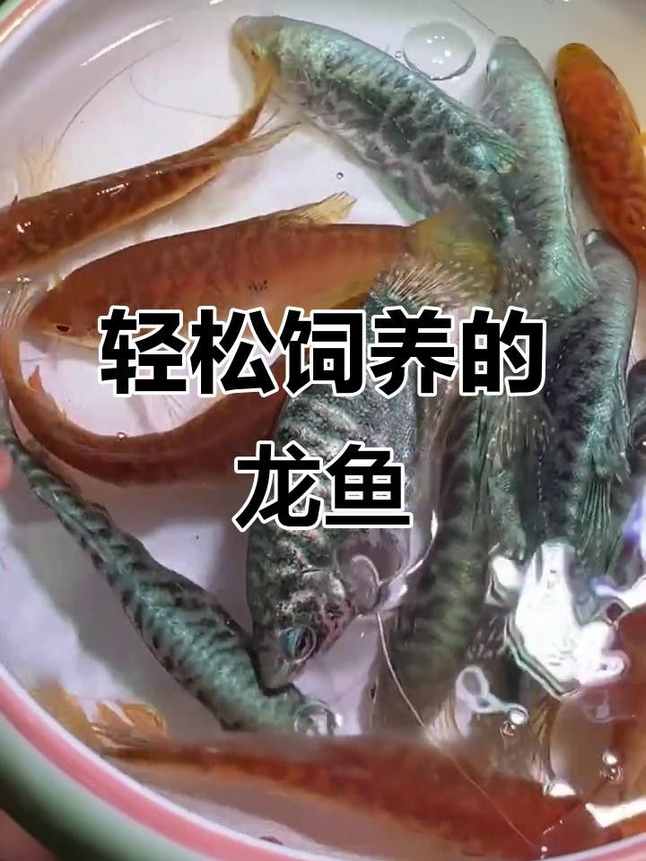 哪種龍魚最容易飼養？ 哪種龍魚最容易飼養？ 龍魚百科 第1張