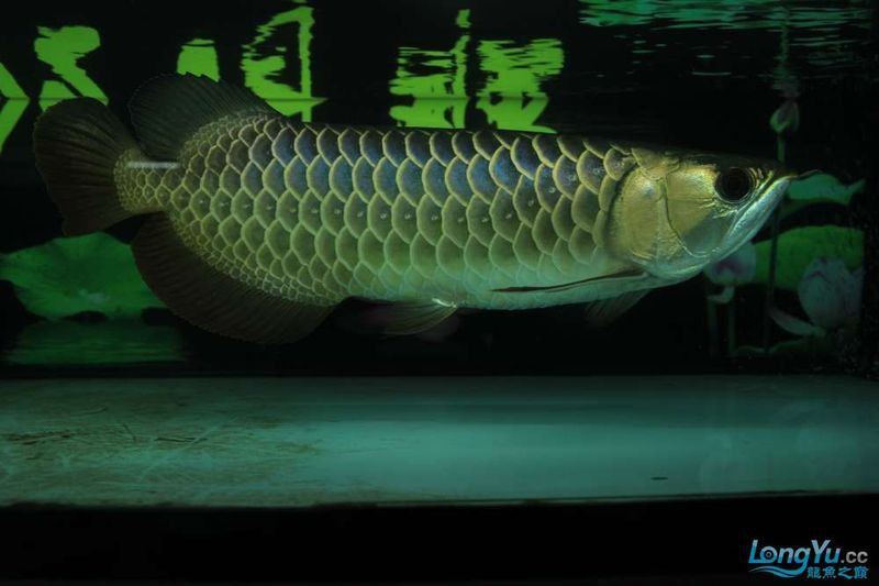 藍底過背金龍的最佳混養數量