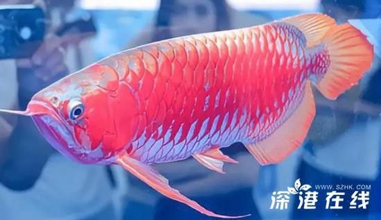 金龍魚不過背什么原因：金龍魚不過背和高背有什么區(qū)別金龍魚過背和高背有什么區(qū)別