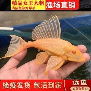 龍魚缸里的工具魚，都有什么？哪個品種比較好？：幾種適合與龍魚混養的工具魚