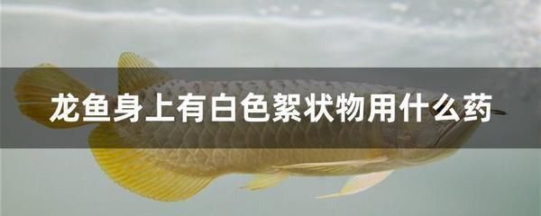 最便宜的紅龍魚苗價格多少一條啊圖片：最便宜的紅龍魚苗價格多少一條啊？全面解析紅龍魚苗市場價格