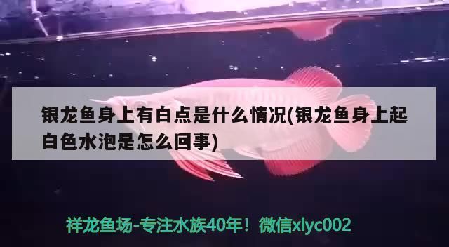 龍魚 白點病 后 身上的坑會好嗎：如何預防龍魚白點病