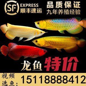 紅龍魚苗批發(fā)廠家地址查詢（關(guān)于紅龍魚苗批發(fā)廠家的信息）