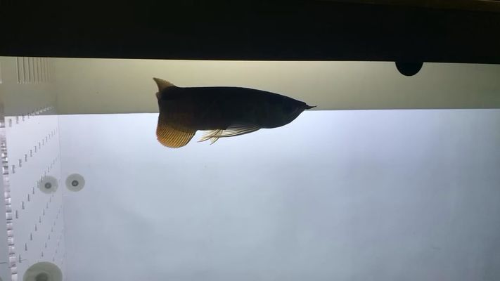 龍魚為什么這么難養（龍魚養殖具有一定的難度，龍魚養殖設備配置建議指南）