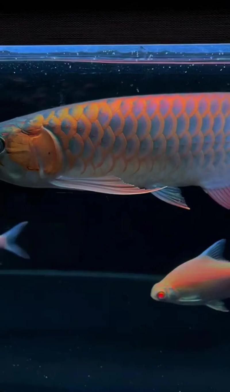 紅龍魚尾鰭爛了怎么辦圖片大全 紅龍魚尾鰭爛了怎么辦圖片大全 龍魚百科 第14張