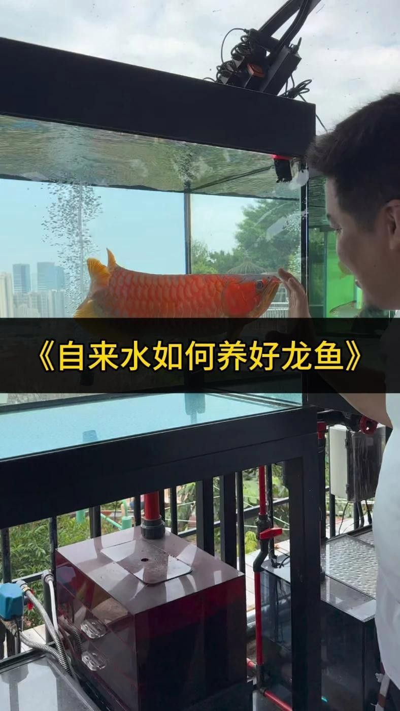 紅福王龍魚 萬福