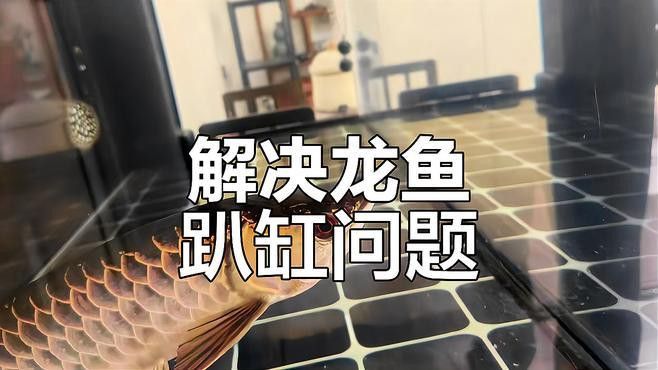 紅龍魚趴缸底