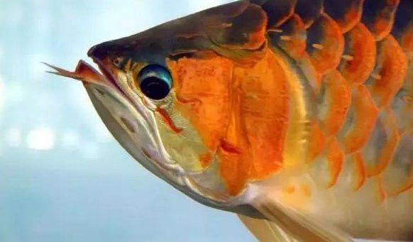 個人轉讓金龍魚違法嗎