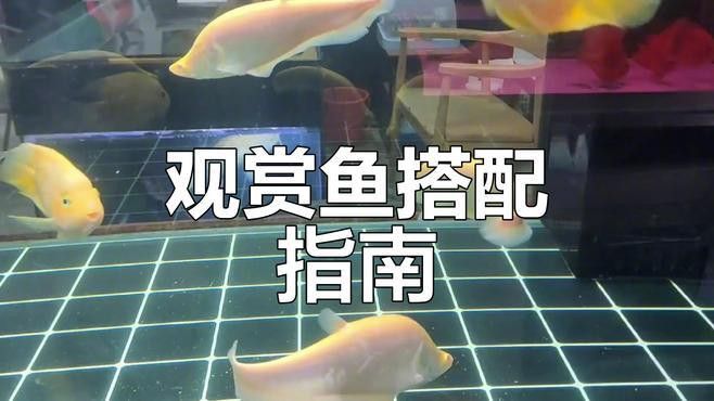 虎魚(yú)可以和金龍魚(yú)一起混養(yǎng)嗎圖片大全 虎魚(yú)可以和金龍魚(yú)一起混養(yǎng)嗎圖片大全 龍魚(yú)百科 第4張