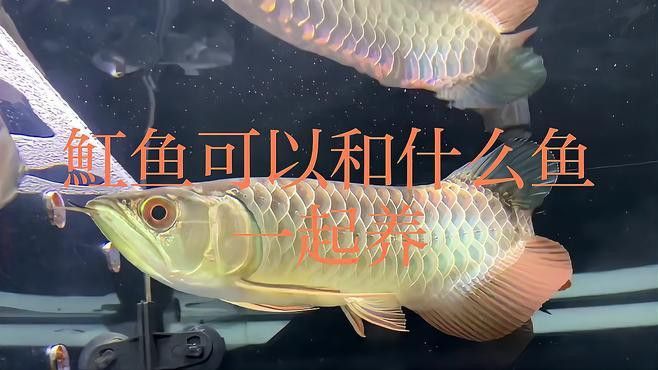 虎魚(yú)可以和金龍魚(yú)一起混養(yǎng)嗎圖片大全 虎魚(yú)可以和金龍魚(yú)一起混養(yǎng)嗎圖片大全 龍魚(yú)百科 第22張