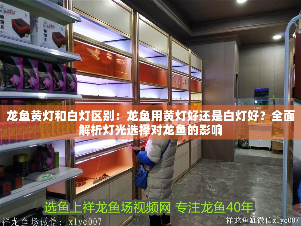 龍魚黃燈和白燈區別：龍魚用黃燈好還是白燈好？全面解析燈光選擇對龍魚的影響