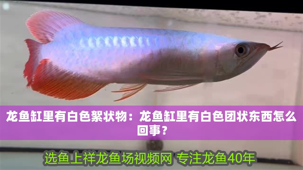 龍魚缸里有白色絮狀物：龍魚缸里有白色團(tuán)狀東西怎么回事？ 龍魚缸里有白色絮狀物：龍魚缸里有白色團(tuán)狀東西怎么回事？ 龍魚百科 第1張