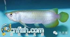 龍魚圖鑒,同種類的龍魚圖鑒 龍魚百科 第4張 龍魚圖鑒,同種類的龍魚圖鑒 龍魚圖鑒,同種類的龍魚圖鑒 龍魚百科 第4張