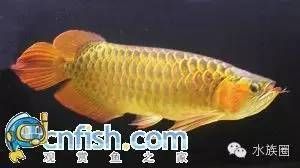 龍魚圖鑒,同種類的龍魚圖鑒 龍魚百科 第3張 龍魚圖鑒,同種類的龍魚圖鑒 龍魚圖鑒,同種類的龍魚圖鑒 龍魚百科 第3張