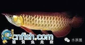 龍魚圖鑒,同種類的龍魚圖鑒 龍魚百科 第5張 龍魚圖鑒,同種類的龍魚圖鑒 龍魚圖鑒,同種類的龍魚圖鑒 龍魚百科 第5張