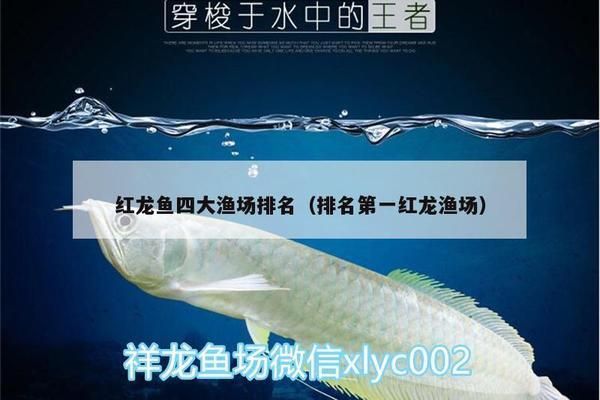 紅龍魚四大漁場(chǎng)排名（印尼紅龍魚四大漁場(chǎng)排名）