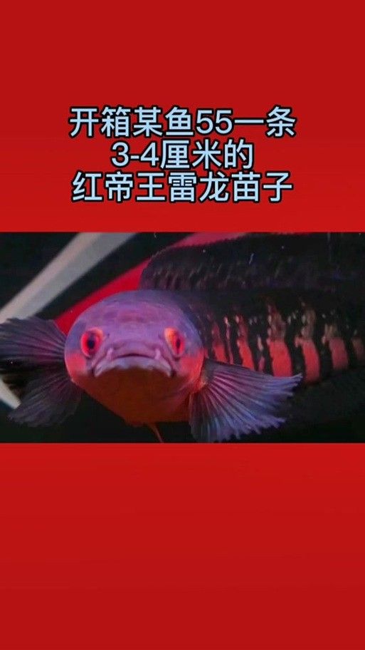 紅色雷龍魚圖片高清
