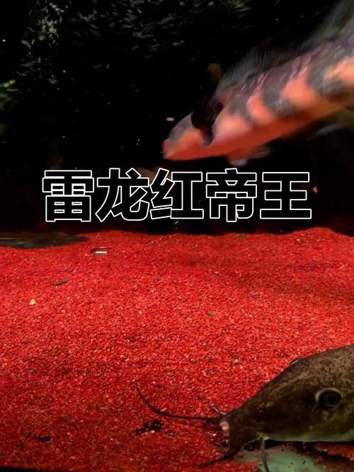 紅色雷龍魚圖片高清