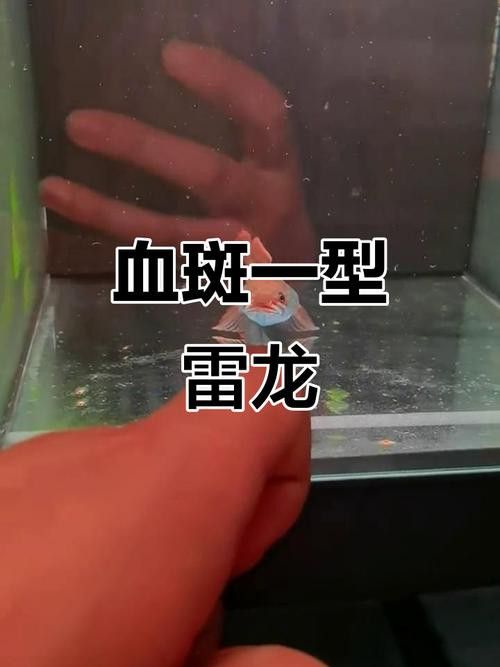 紅色雷龍魚圖片高清