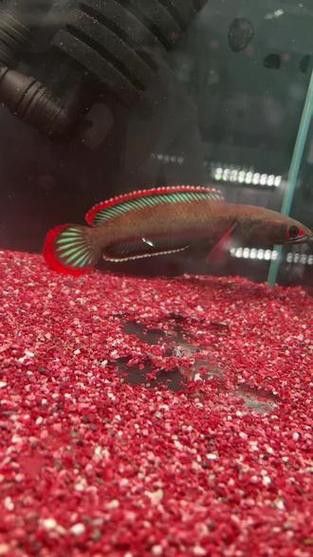 紅色雷龍魚圖片高清