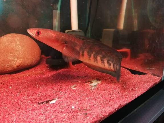 紅色雷龍魚圖片高清