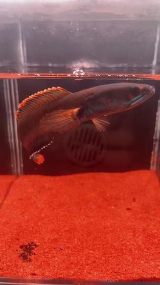 紅色雷龍魚圖片高清