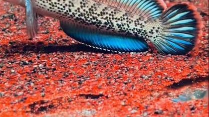 紅色雷龍魚圖片高清