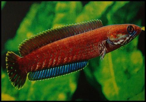 紅色雷龍魚圖片高清