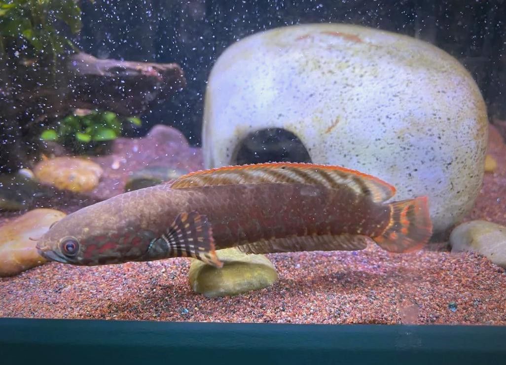 紅色雷龍魚圖片高清