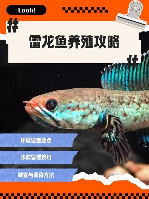 紅色雷龍魚圖片高清