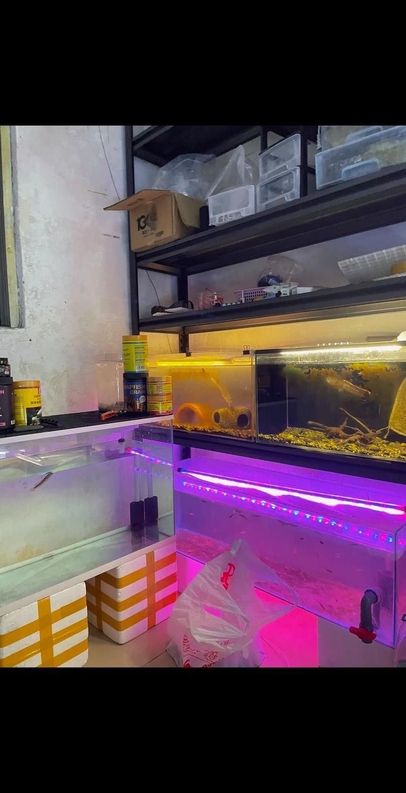紅色雷龍魚圖片高清
