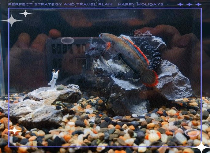 紅色雷龍魚圖片高清