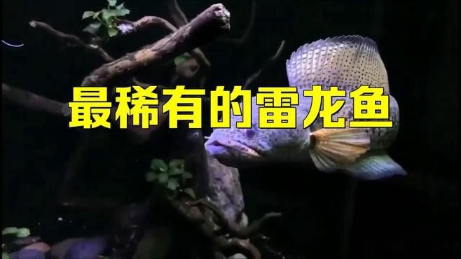 最稀有的雷龍魚