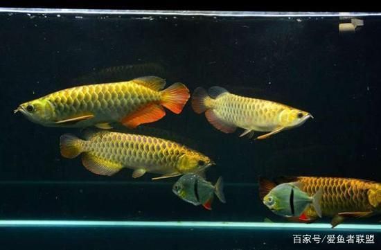 龍魚好好的不進(jìn)食了，龍魚不進(jìn)食的原因及相應(yīng)的對策